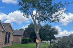 Trimmed Tree for Lawn Sunlight
