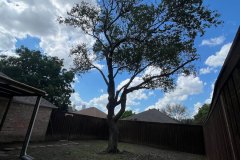 Trimmed Tree