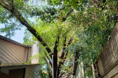 Storm Recovery 1 of 4