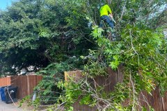 Our Pro in the Act of Tree Trimming